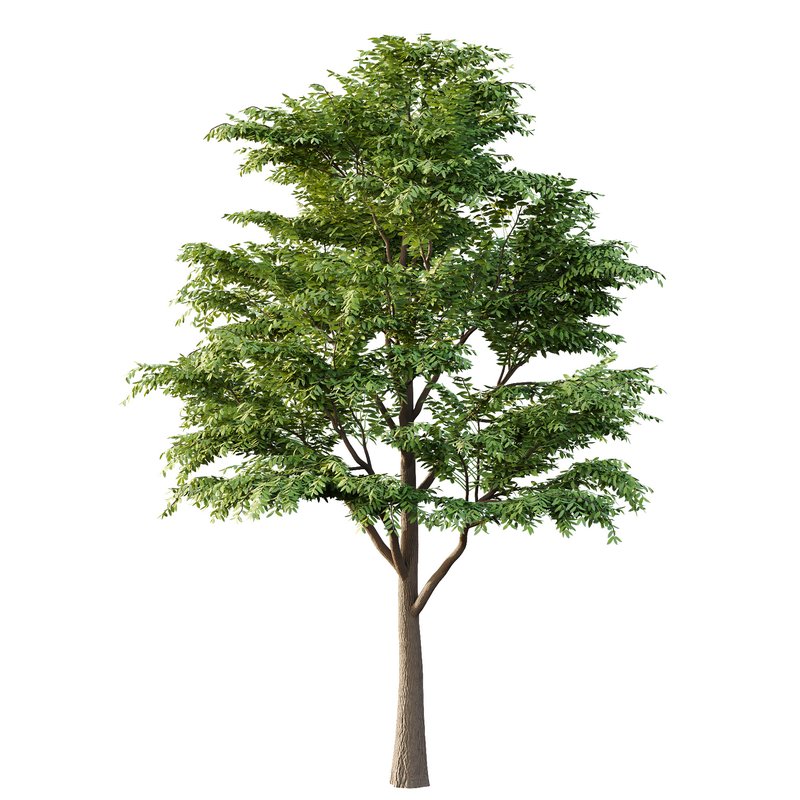 fraxinus excelsior Tree05 - Image 3