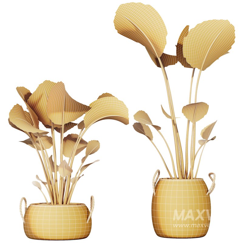 HQ HousePlants Ravenala Banana Strelitzia Nicolai Bird Of Paradise Set09 - Image 4