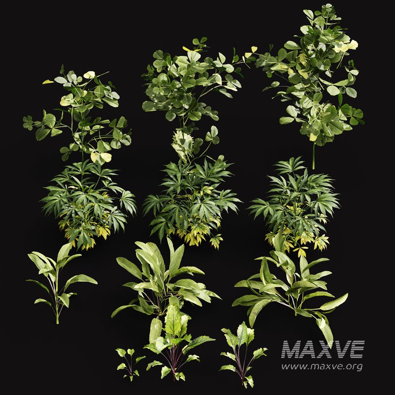 Meadow Lawn Grassland Set 004 - Image 3