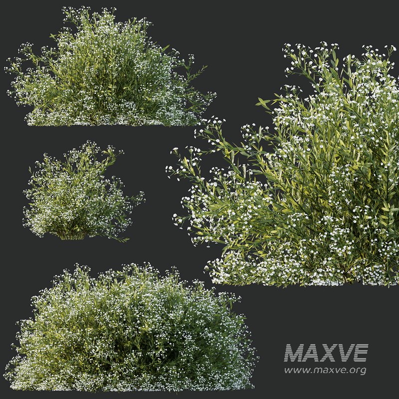 spring bush Macrothelypteris OligoPhlebia Torresiana Fern - Image 3