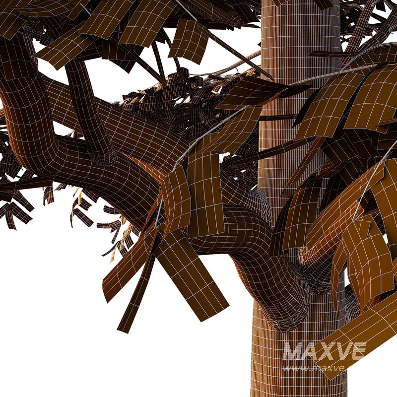 fraxinus excelsior Tree07 - Image 2