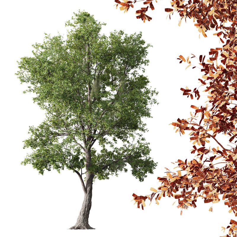 Pollard willow and Angel Oak Live Tree Spanish Moss - Image 2