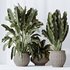 HQ HousePlants Ravenala Banana Strelitzia Nicolai Bird Of Paradise Set03 - Thumbnail 4