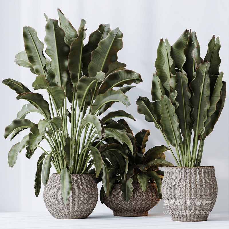 HQ HousePlants Ravenala Banana Strelitzia Nicolai Bird Of Paradise Set03 - Image 4