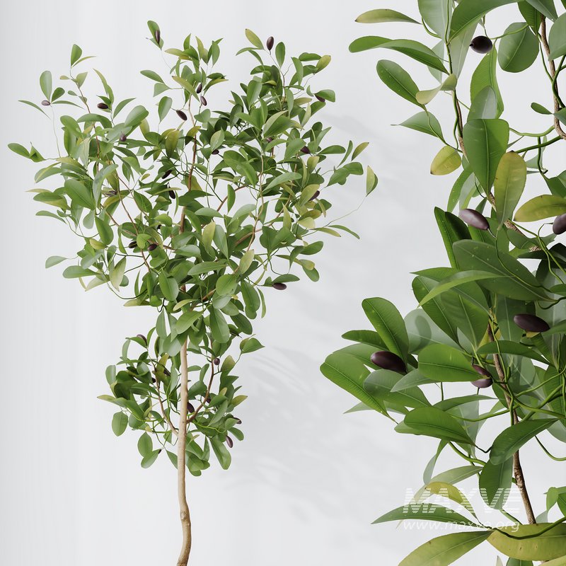 HQ HousePlants Briful Pachira Aquatica Grand Artificiel Set02 - Image 6