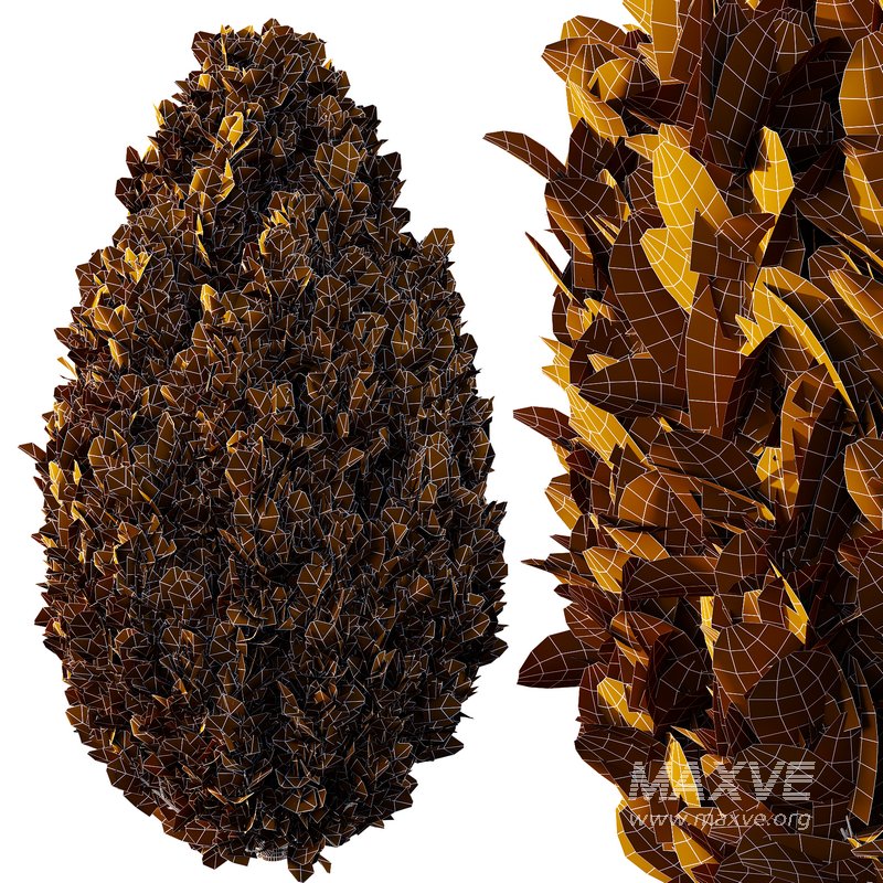 Italian Cypress Tree 31 - Image 2