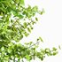spring trees Maidenhair Ginkgo Biloba and Acer Saccharinum - Thumbnail 4