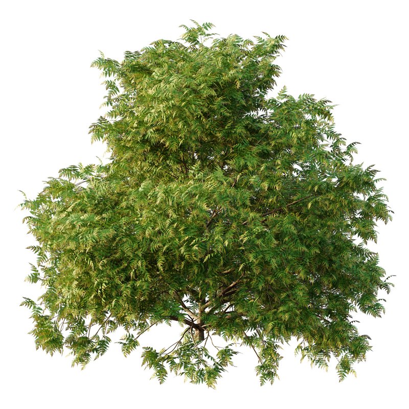 Cypress Bush 05 - Image 3