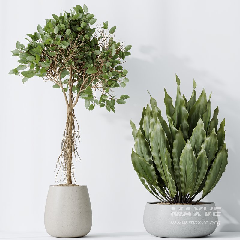 Indoor plants set 111 Areca Palm Paradise Kentia - Image 3