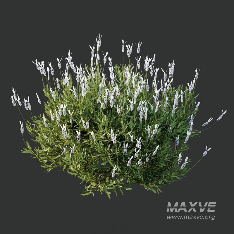 spring bush Lavandula Pedunculata Atlantica Subpedunculata - Image 3