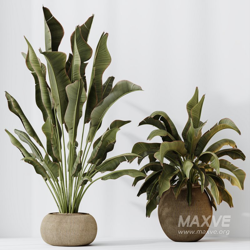 HQ HousePlants Ravenala Banana Strelitzia Nicolai Bird Of Paradise Set02 - Image 5