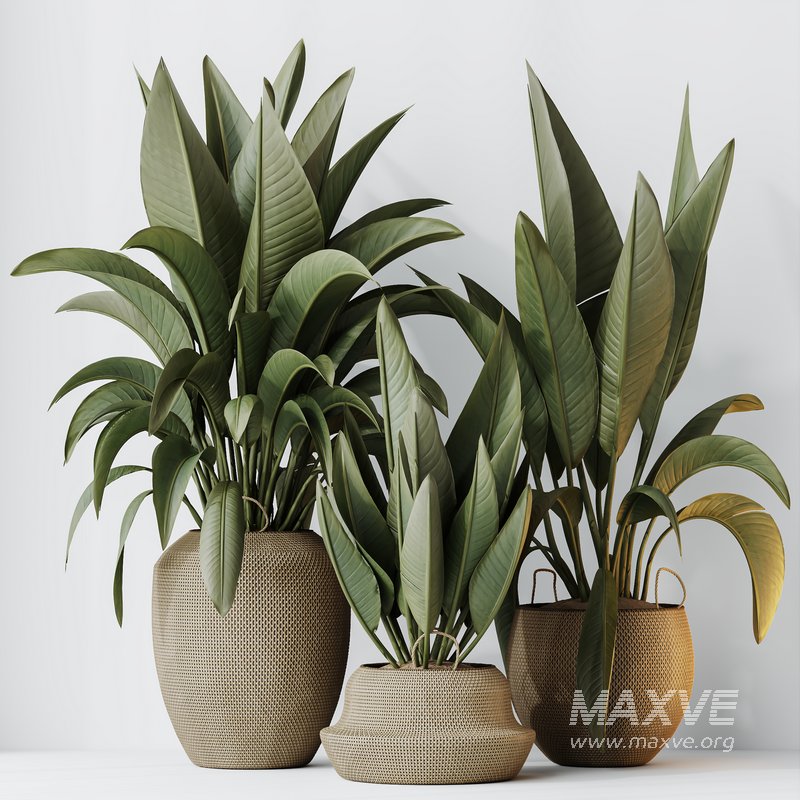 HQ HousePlants Ravenala Banana Strelitzia Nicolai Bird Of Paradise Set05 - Image 2