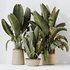 HQ HousePlants Ravenala Banana Strelitzia Nicolai Bird Of Paradise Set07 - Thumbnail 2
