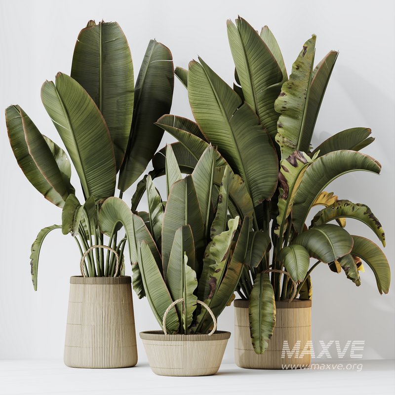 HQ HousePlants Ravenala Banana Strelitzia Nicolai Bird Of Paradise Set07 - Image 2