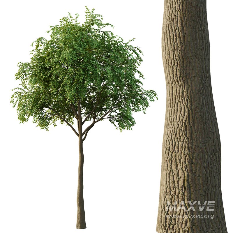 fraxinus excelsior Tree03 - Image 2