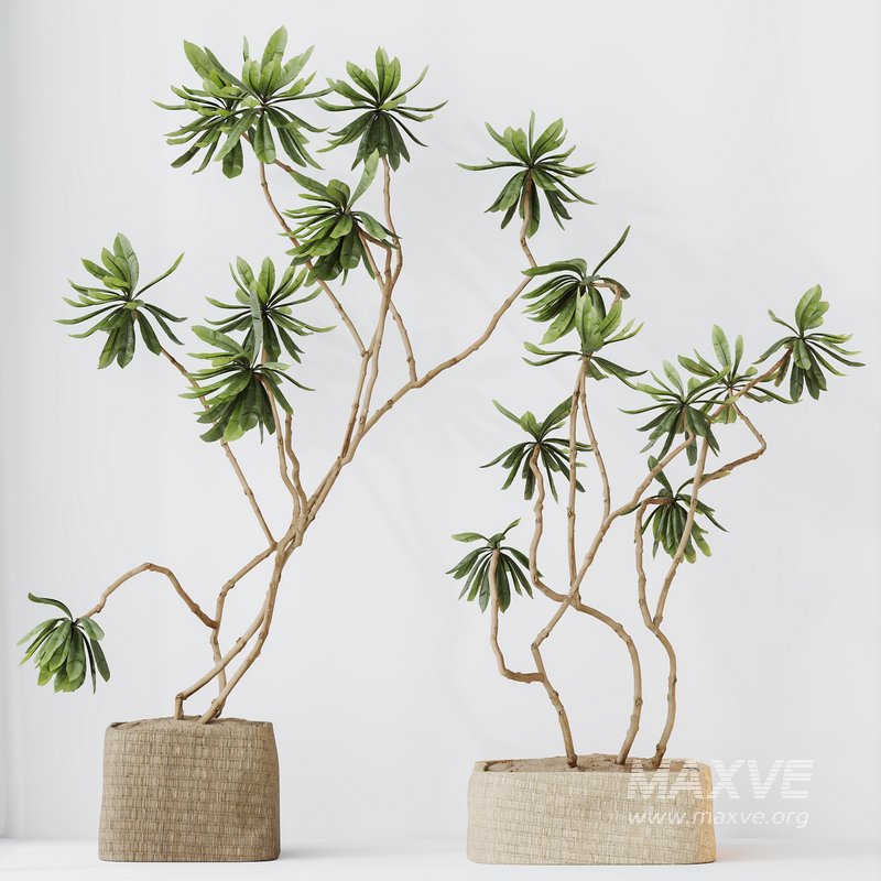 HQ HousePlants Decorative Ficus Cyathistipula African Fig03 - Image 2