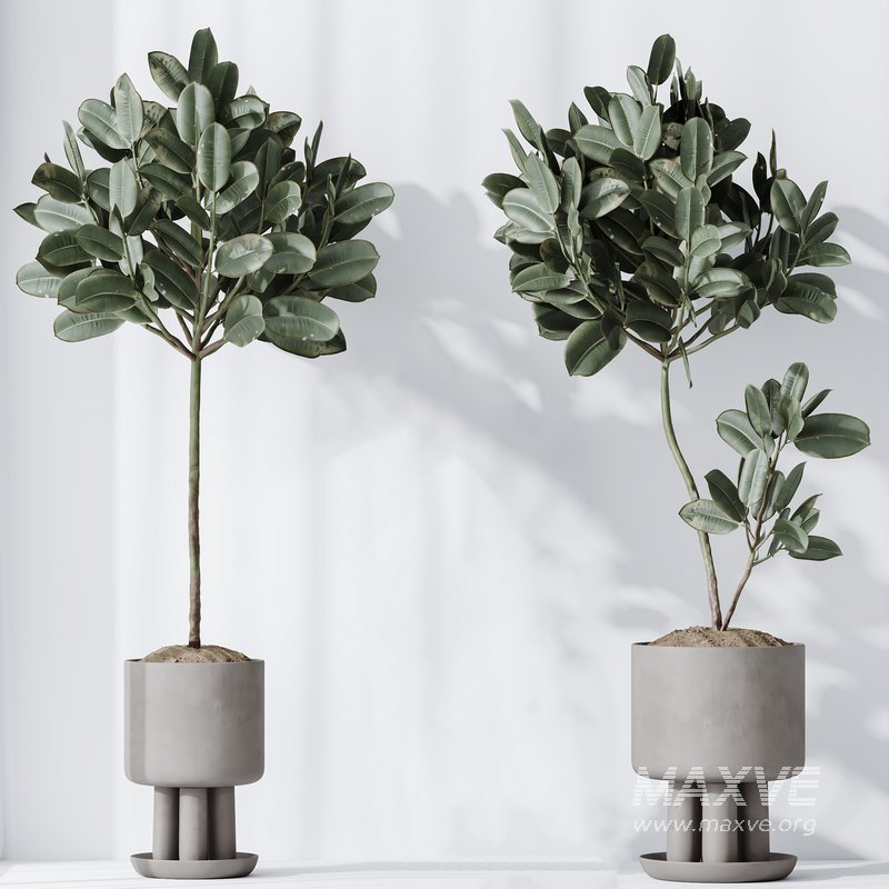 Indoor plants set 108 Dracaena Warneckii Lemon Lime and Mission Olive Tree - Image 2