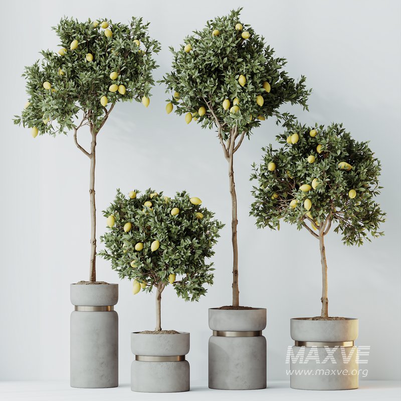 HQ HousePlants Mandarin Citrus Fruit Lomen Calamondin Tree - Image 2