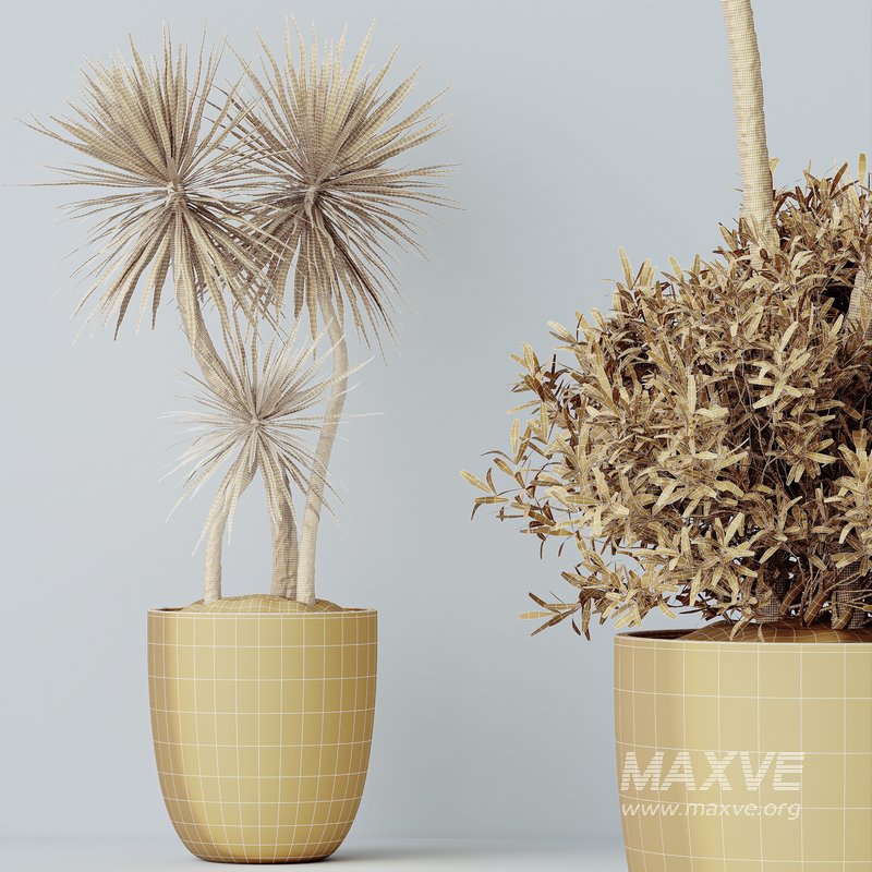 HQ HousePlants Spineless Yucca Aloifolia Rostrata Palm Desmetiana - Image 4