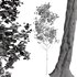 spring trees Fagus Sylvatica and Acer Saccharinum - Thumbnail 4