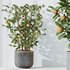 HQ HousePlants Mandarin Citrus Fruit Bosnai China Orange Tree Set02 - Thumbnail 2