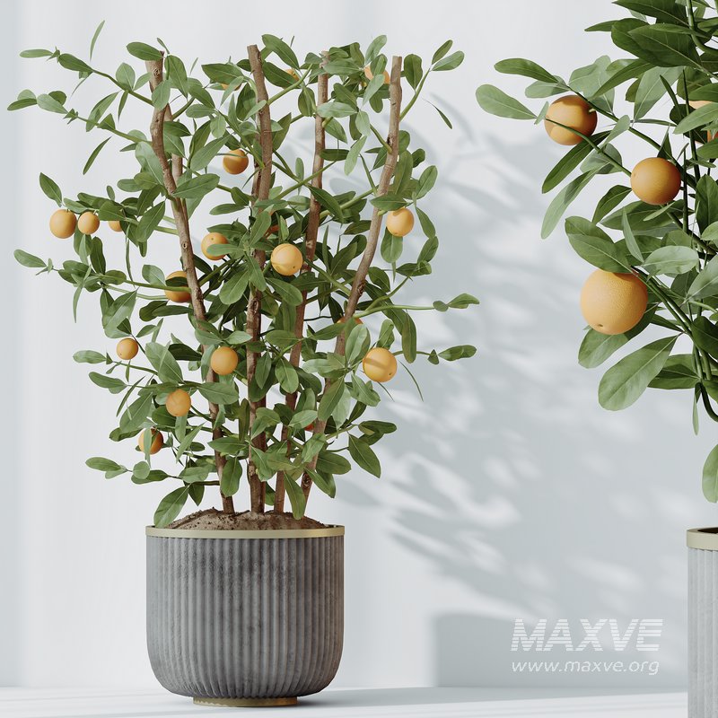 HQ HousePlants Mandarin Citrus Fruit Bosnai China Orange Tree Set02 - Image 2