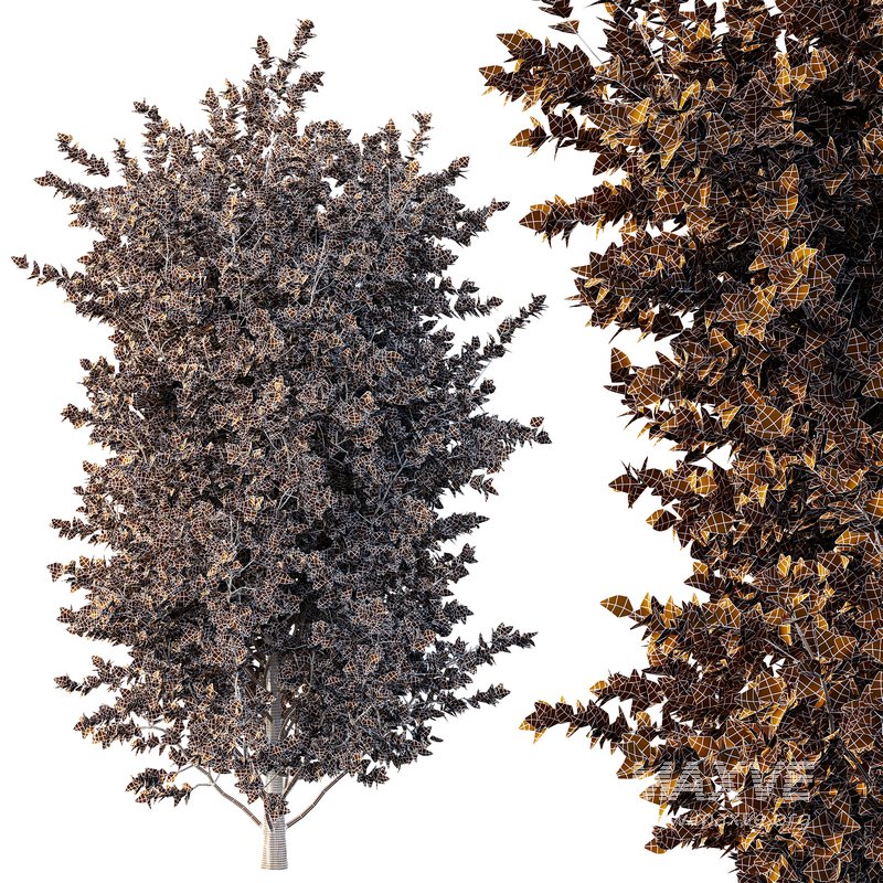 beautiful tree01 - Image 2