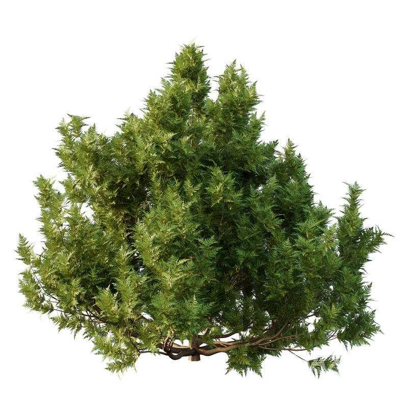 Cypress Bush 06 - Image 3