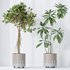 Indoor plants set 110 Eucalyptus Bouquet and Ficus Beliza - Thumbnail 2