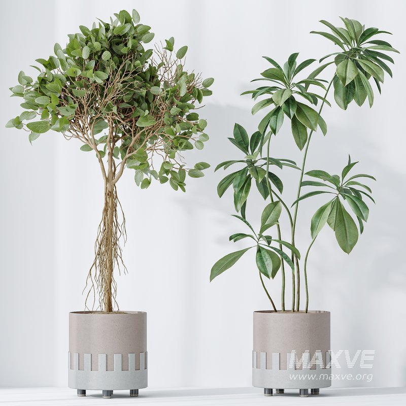 Indoor plants set 110 Eucalyptus Bouquet and Ficus Beliza - Image 2