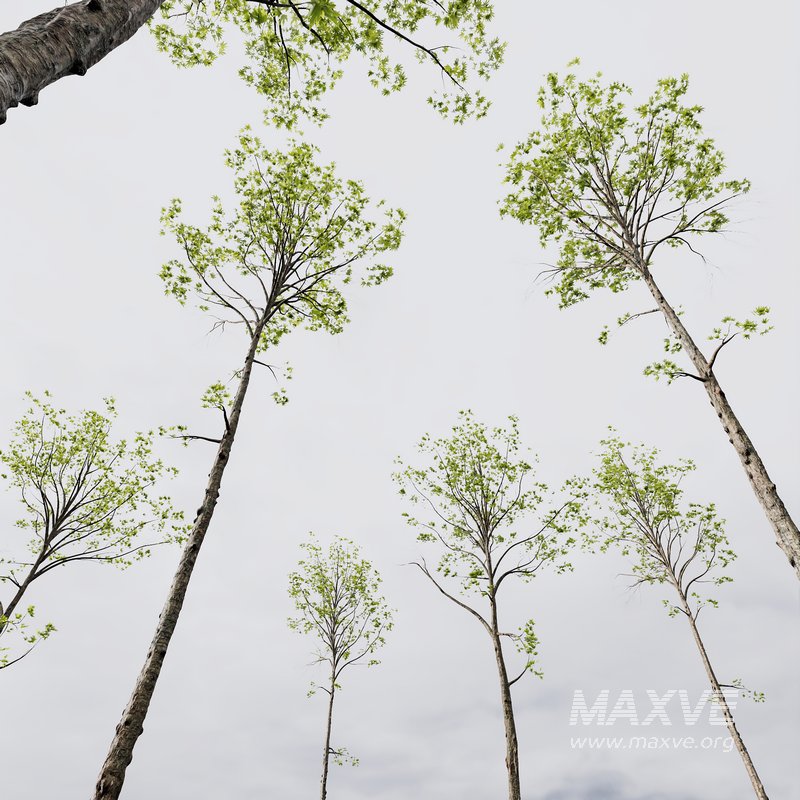 spring trees Acer Pseudoplatanus and Acer Saccharinum - Image 4