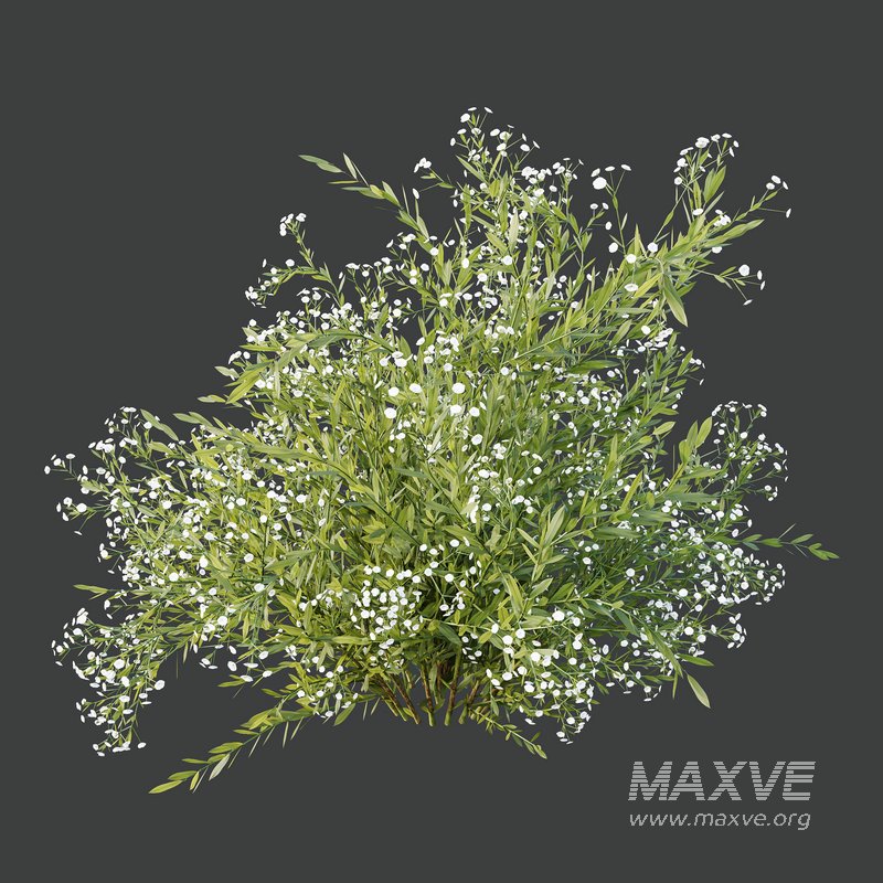 spring bush Macrothelypteris OligoPhlebia Torresiana Fern and Gypsophila - Image 4