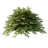 Cypress Bush 01 - Thumbnail 2
