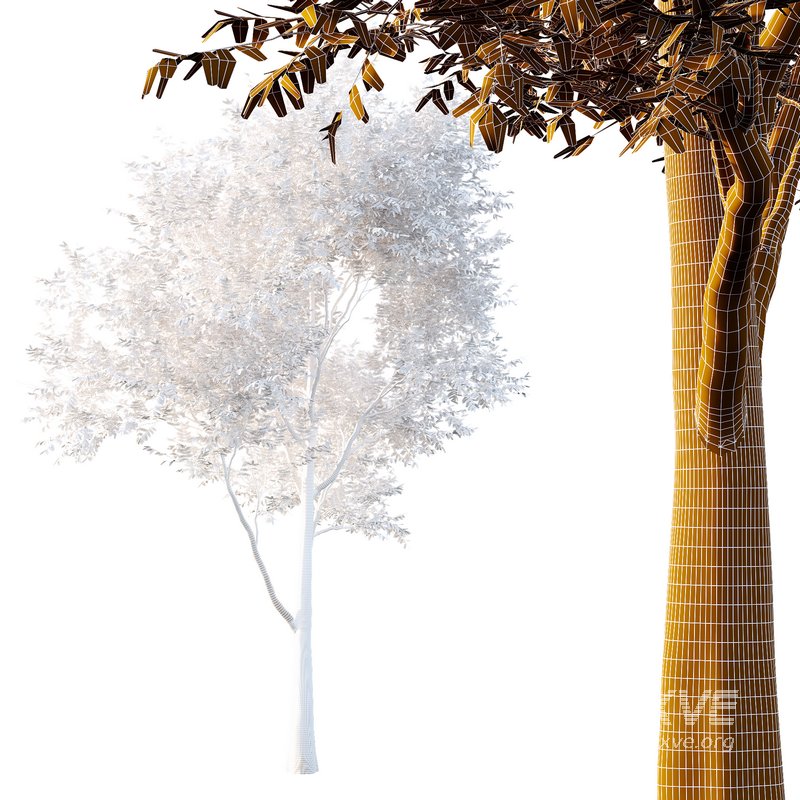 fraxinus excelsior Tree01 - Image 2