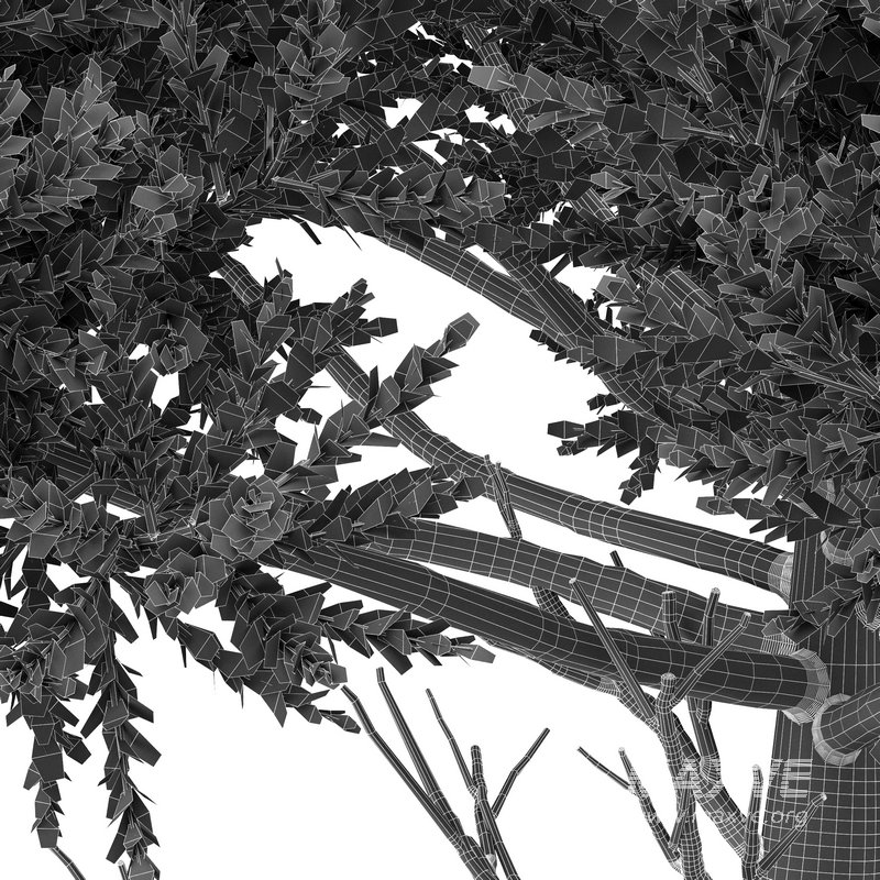 Monkey Puzzle Tree Araucaria Araucana - Image 2