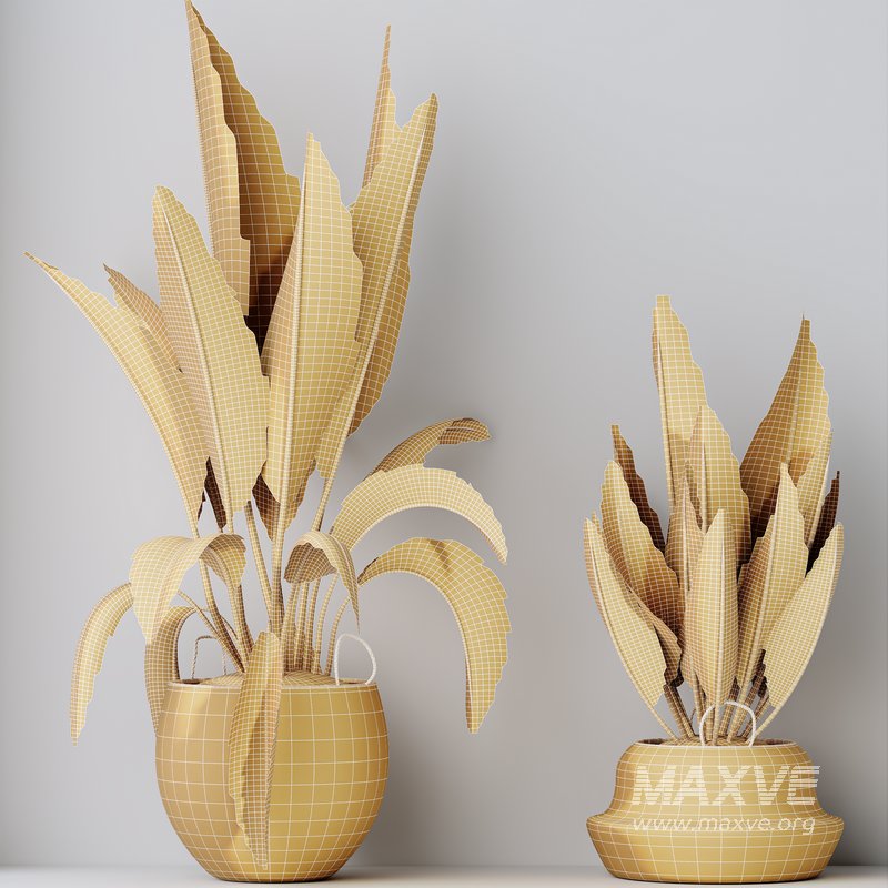 HQ HousePlants Ravenala Banana Strelitzia Nicolai Bird Of Paradise Set05 - Image 4