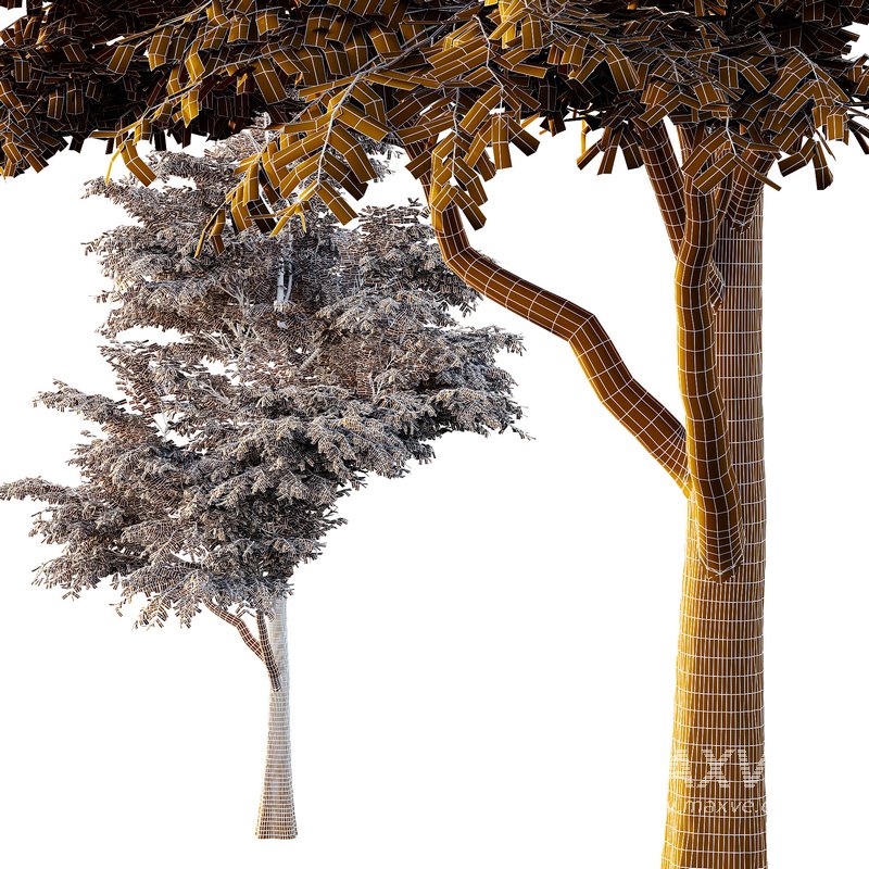 fraxinus excelsior Tree05 - Image 5