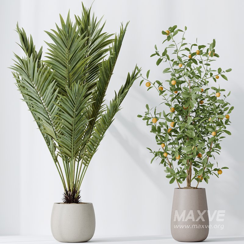 Indoor plants set 111 Areca Palm Paradise Kentia - Image 5