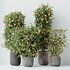 HQ HousePlants Mandarin Citrus Fruit Bosnai China Orange Tree Set02 - Thumbnail 6