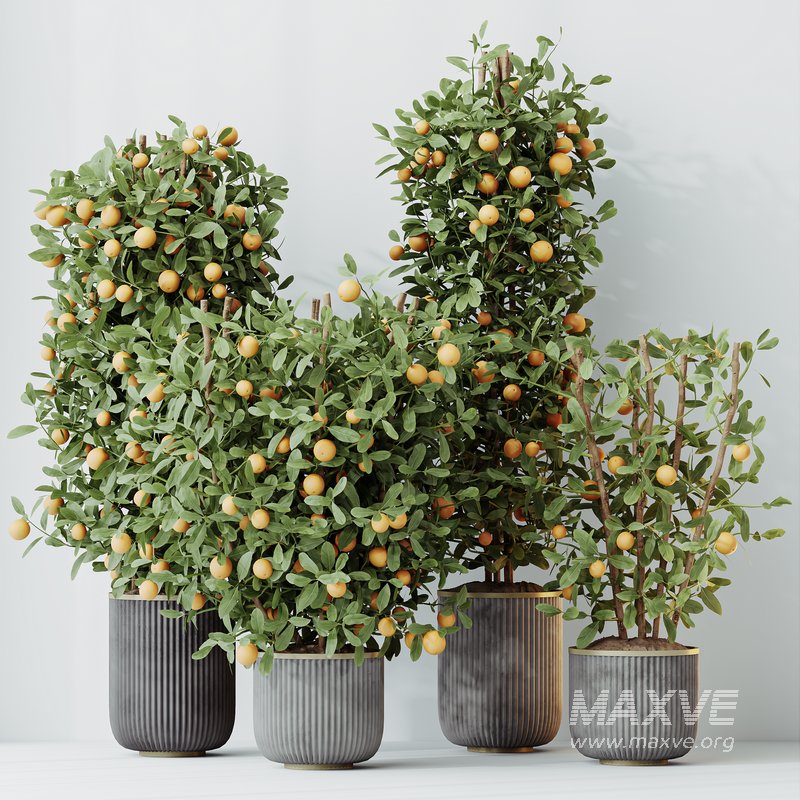 HQ HousePlants Mandarin Citrus Fruit Bosnai China Orange Tree Set02 - Image 6