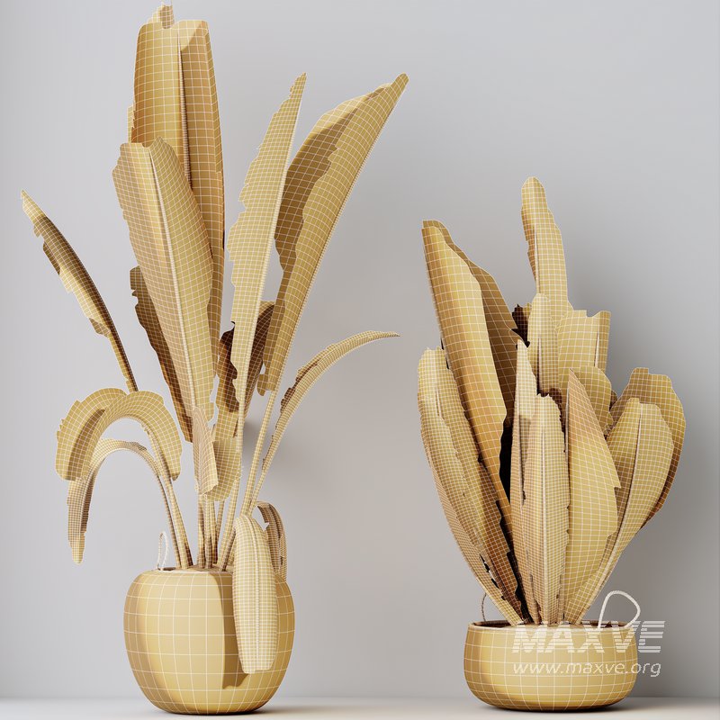 HQ HousePlants Ravenala Banana Strelitzia Nicolai Bird Of Paradise Set06 - Image 5