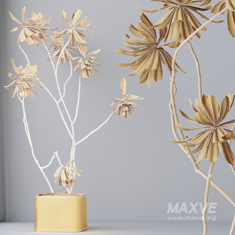 HQ HousePlants Decorative Ficus Cyathistipula African Fig03 - Image 5