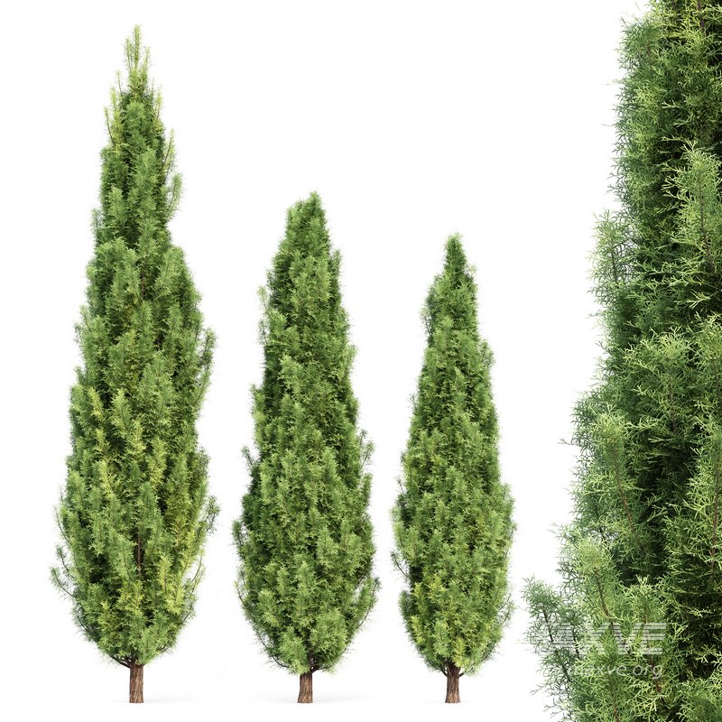 spring trees Maidenhair Ginkgo Biloba and Mediterranean Cypress - Image 6