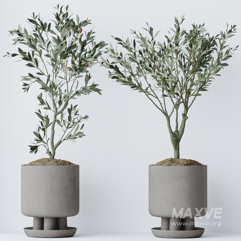 Indoor plants set 108 Dracaena Warneckii Lemon Lime and Mission Olive Tree - Image 4