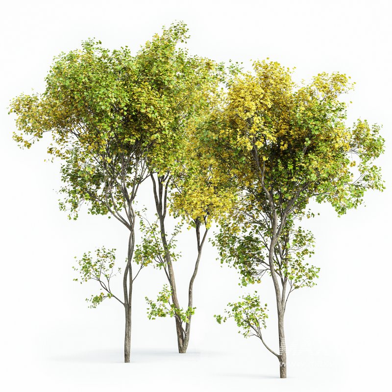 summer fall trees Sydney blue gum and Acer Saccharinum - Image 5