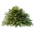 Cypress Bush 01 - Thumbnail 5