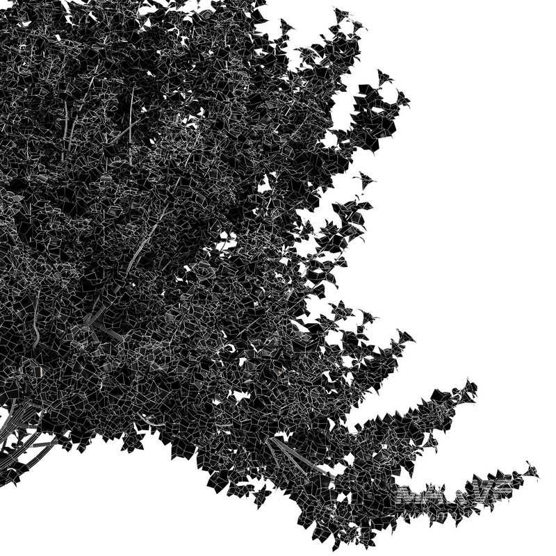 Orchid 2Tree Fragrant Flower - Image 4