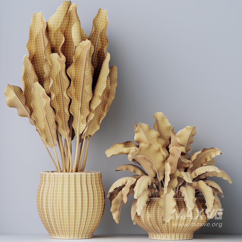 HQ HousePlants Ravenala Banana Strelitzia Nicolai Bird Of Paradise Set03 - Image 5