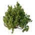 Cypress Bush 06 - Thumbnail 4