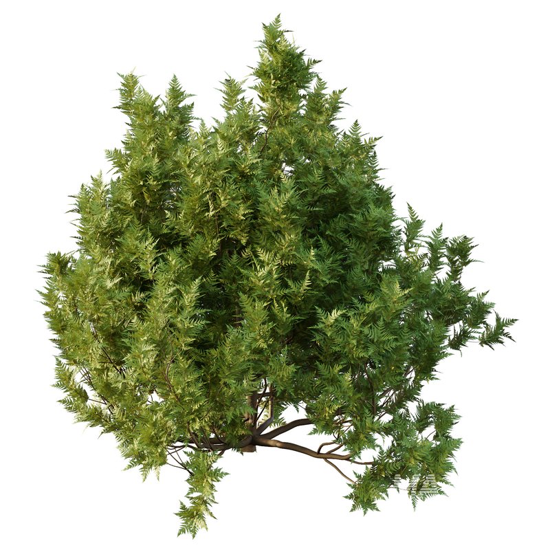 Cypress Bush 06 - Image 4